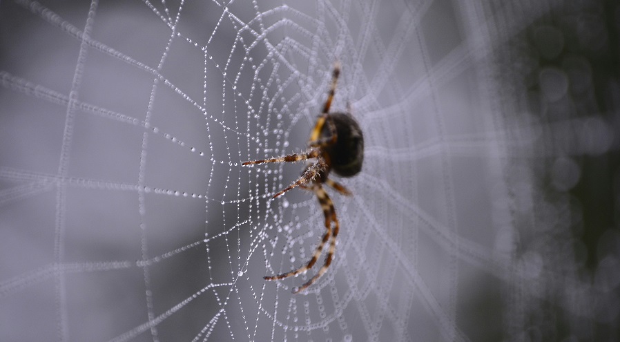 få bort spindlar inomhus